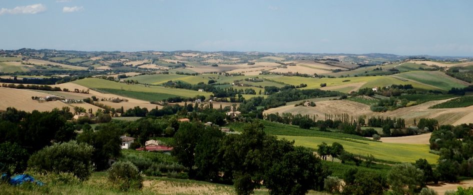 Verdicchio dei Castelli di Jesi e Verdicchio di Matelica: che il Signore ce li conservi!