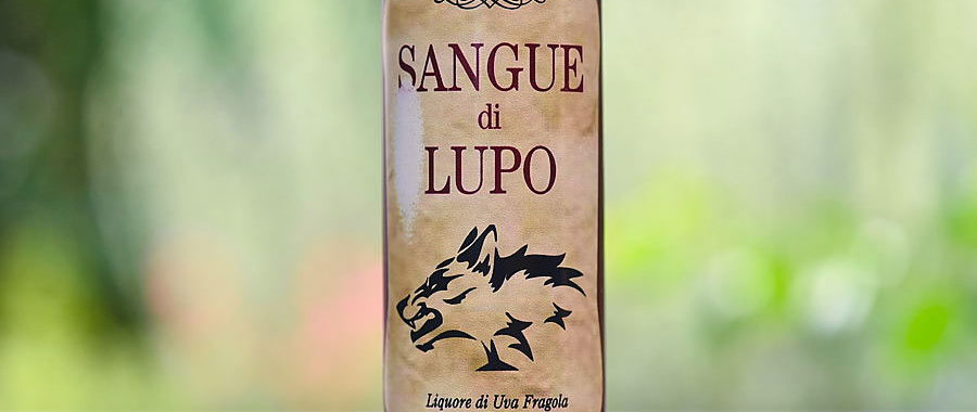 Sangue Di Lupo Un Liquore D Uva Fragola Che Sa Di Alto Piemonte Winesurf