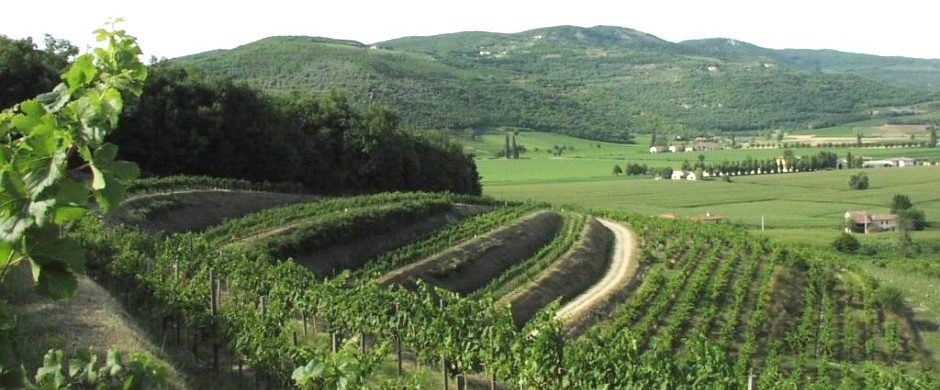 Colli Berici: una terra silenziosa che ora vuole (e sa) farsi ascoltare