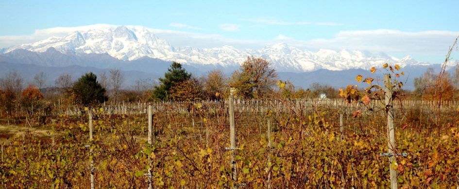 Alto Piemonte: tante annate con tanti problemi, risolti spesso con successo