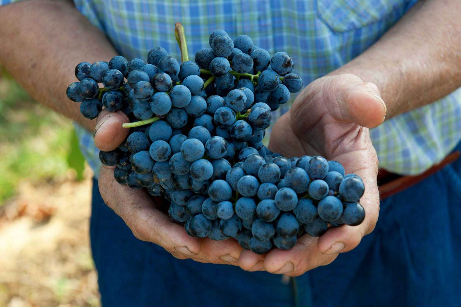 Il Sangiovese, sintesi di alcune conversazioni pubbliche WineSurf