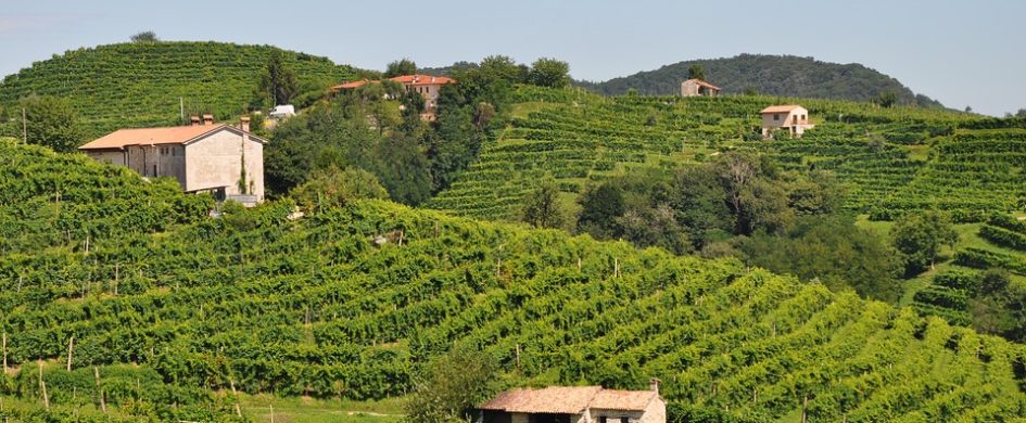 Degustazione Conegliano Valdobbiadene Prosecco Superiore: meno zuccheri, maggior qualità