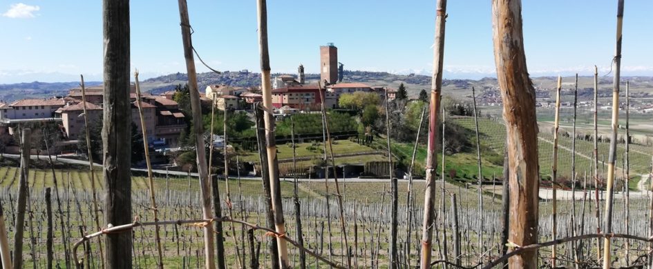Barbaresco 2022: quasi un miracolo vista la “non-tempesta” perfetta