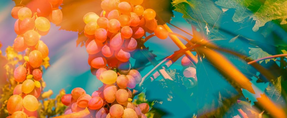 Guida vini: il privilegio di degustare vini dolci