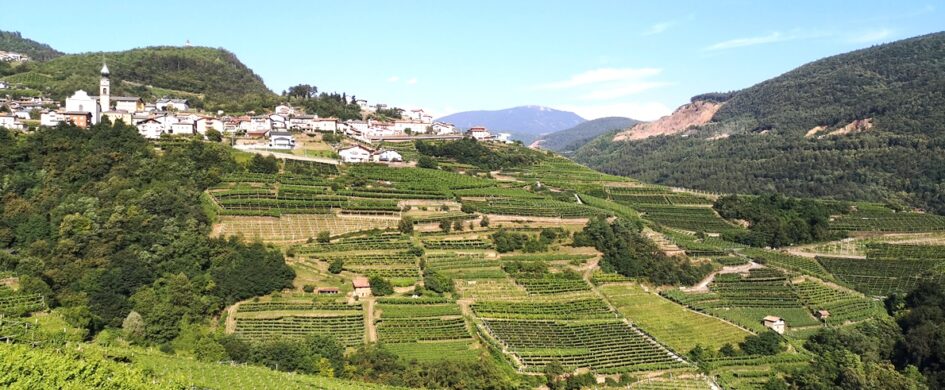 La Val di Cembra e il Müller Thurgau