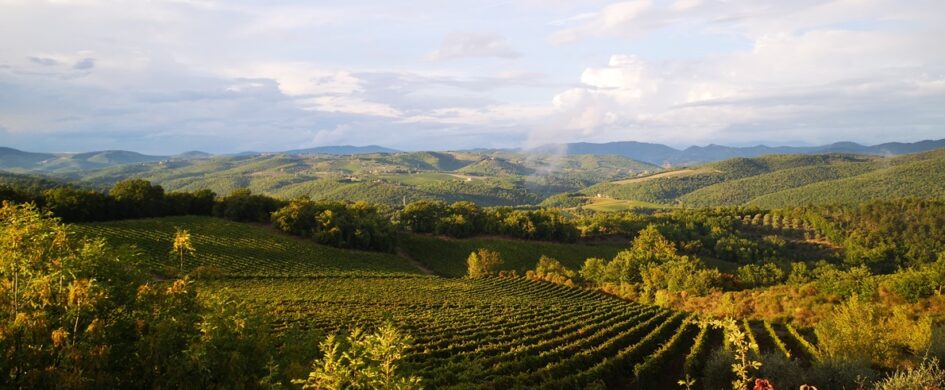 Chianti Classico: facciamo il punto sulla "sangiovesizzazione" del territorio