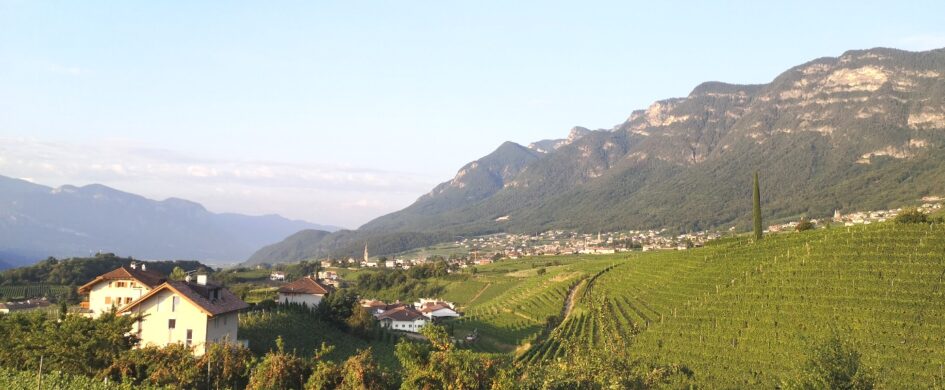 Guida vini. Bianchi Alto Adige: un panorama ampio e vario da seguire con attenzione