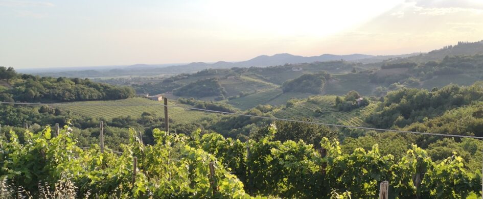 Degustazione bianchi friulani: annata anticipata ma non male, con il Friulano sopra a tutti