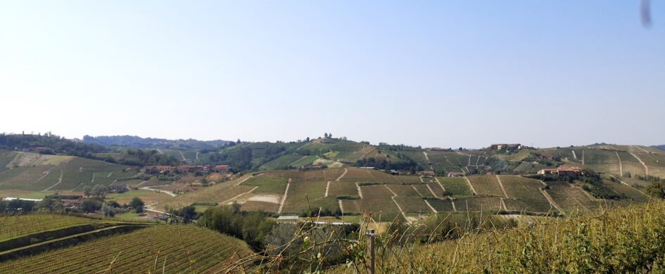 Assaggi Roero Arneis: annata 2025 di buon livello e un vitigno sempre più adatto all’invecchiamento