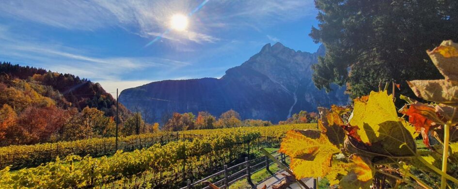 InvecchiatIGP. Feldmarschall von Fenner 2012: a mille metri per fare e continuare a fare la differenza