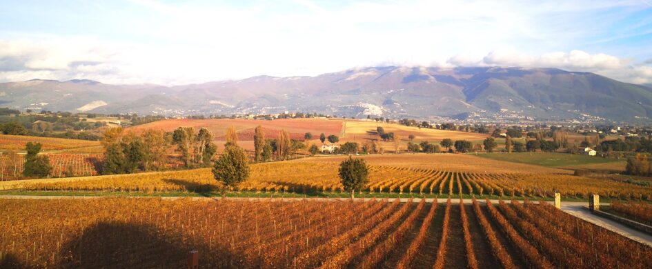 Assaggi Montefalco: Sagrantino sempre meglio, Rosso con qualche dubbio