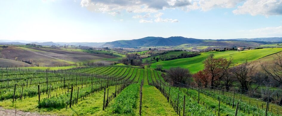 Il Morellino di Scansano è ormai… Superiore