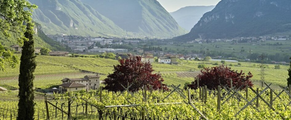 Casetta Vallagarina IGP Majere 2021, La Cadalora
