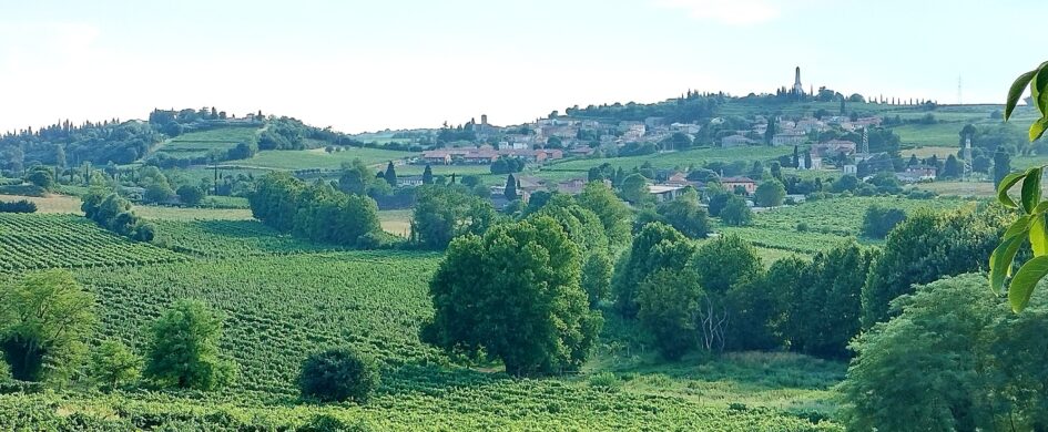 Guida vini 2026. Degustazione Custoza DOC: ormai "ex vaso di coccio tra vasi di ferro".