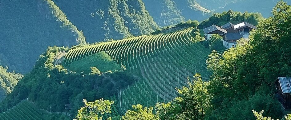 Guida vini. Bianchi dell'Alto Adige: panorama molto (forse troppo) variegato