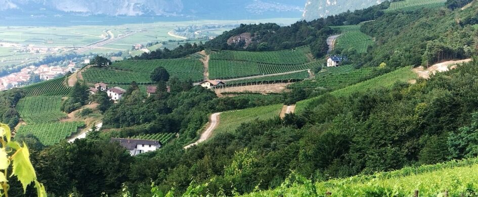 Trentino del Vino: il valore del territorio va oltre le critiche