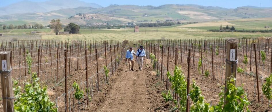 Feudo del Balio: la Sicilia che unisce due mondi