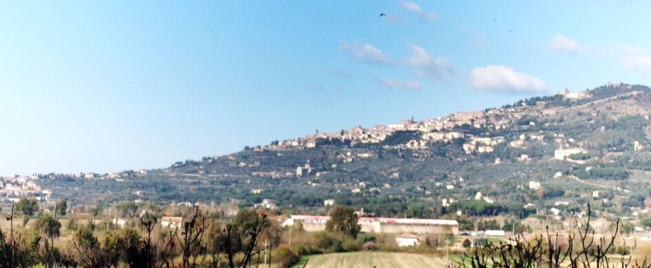 Sarà Syrah: il futuro di Cortona passa da qui