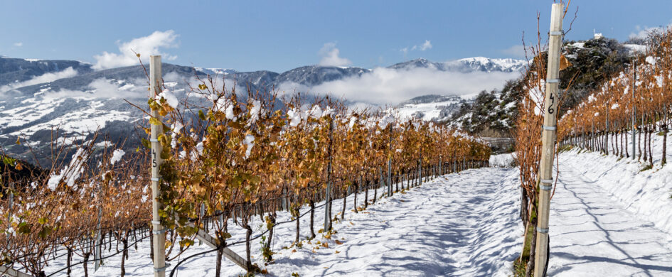 Alto Adige: bollicine che hanno bisogno di "allenamento", mentre i rossi bordolesi sono in gran forma