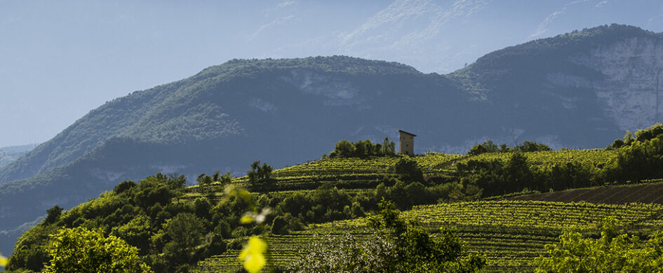 Trento DOC: cambiamenti e anche belle sorprese
