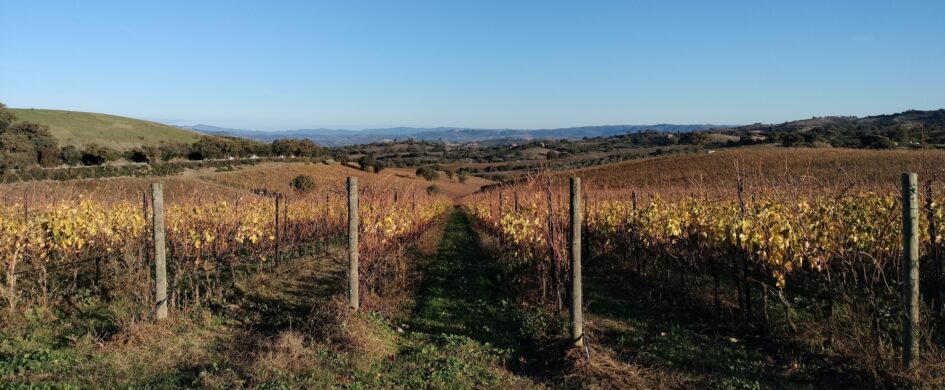 Guida vini. Morellino di Scansano: sulla cima della "seconda gobba del cammello"