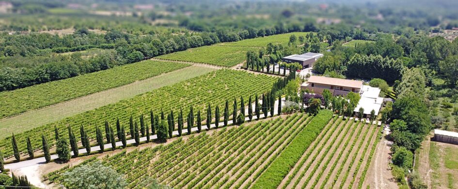 InvecchiatiIGP: Campania Falanghina IGP Caulino 2018, Alois