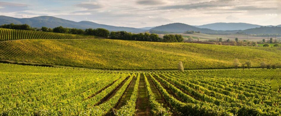 Chianti Colli Senesi: un arcipelago in Toscana