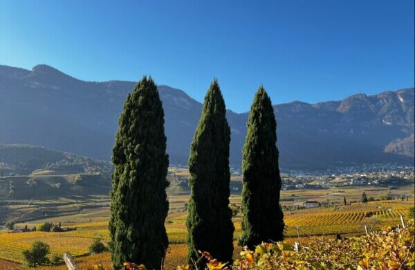 Vino del Passo Lieselehof: un passo avanti verso il solaris