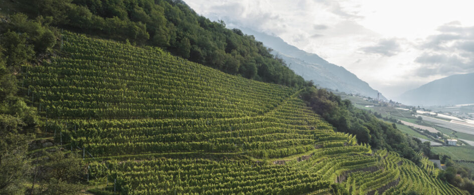 VINerdì IGP: Mitterberg Igt Gegenwind Souvignier Gris 2022, Lehengut