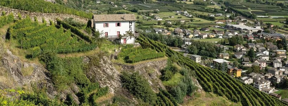 Valtellina Superiore Vigneto Fracia 2006, Nino Negri
